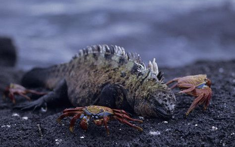海鬣蜥的天敌 天敌是大量捕食海鬣蜥的鹰 海鬣蜥的天敌 天敌是大量捕食海鬣蜥的鹰