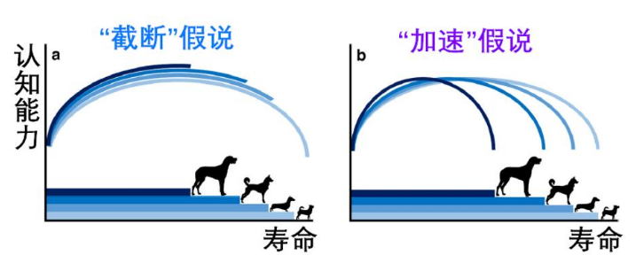 这个追踪4万只狗狗的研究,想让狗和人都活得更长 这个追踪4万只狗狗的研究,想让狗和人都活得更长