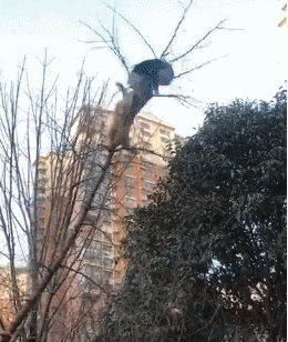 两只猫在树梢打的不可开交，路人看了干着急：大过年的别动手