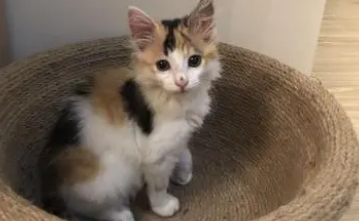 黑色三花猫为什么招财