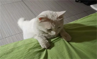 猫早晨为什么会到处窜呢