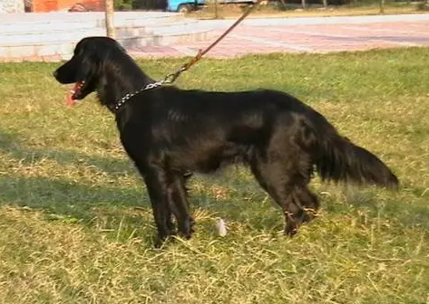 平毛巡回猎犬