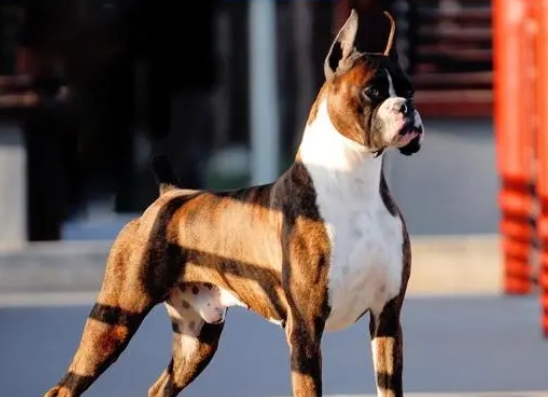 拳师犬多少钱一只