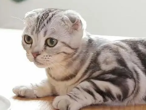 端午猫是什么猫配-端午猫是什么猫和什么猫配的