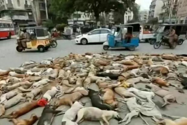 全国大狗猫慌!爱狗人士怒呼:保护小生命! 全国大狗猫慌!爱狗人士怒呼:保护小生命!