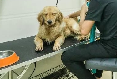 乐巢宠物医院好吗?来看看吧 乐巢宠物医院好吗?来看看吧