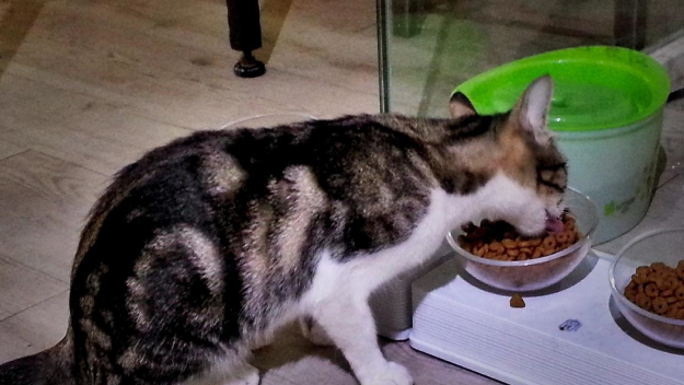 盘点猫咪喜欢的食物，没想到猫咪最喜欢的竟然是它