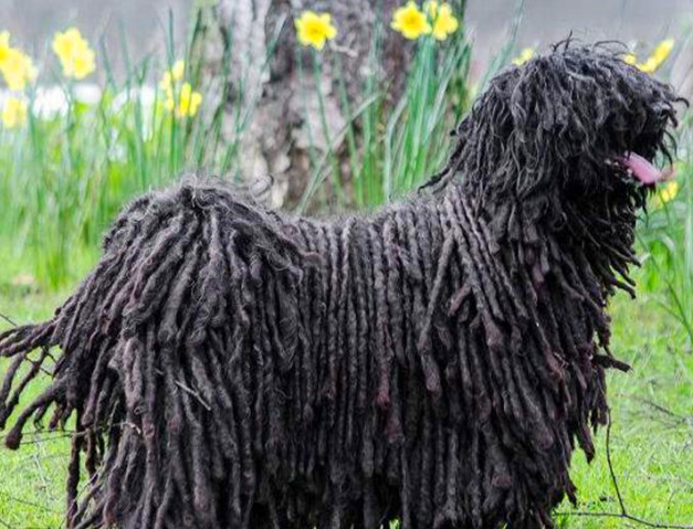 波利犬的性格 是个非常优秀的伴侣犬 波利犬的性格 是个非常优秀的伴侣犬