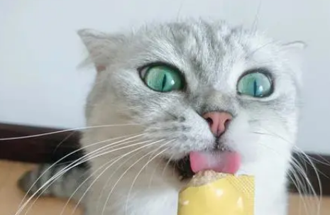 皓宠猫条怎么样？不了解的来看看！
