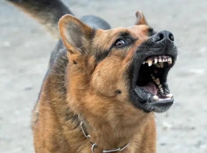 恶狗叫声能吓唬小狗