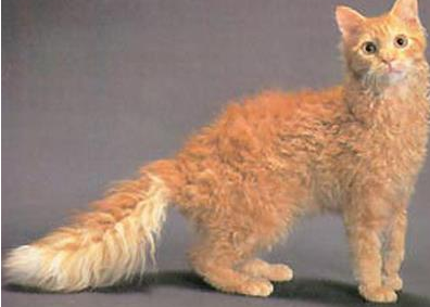 电烫卷猫外形特征,来看看吧 电烫卷猫外形特征,来看看吧
