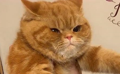 主人对着橘猫的脸猛吹风，看到橘猫紧闭双眼脸凹陷的样子，笑抽了