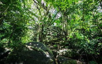 热带雨林恐怖生物 热带雨林恐怖生物