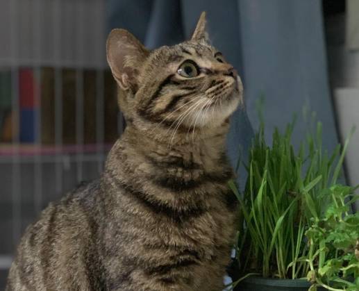 狸花猫吉利又好听的名字