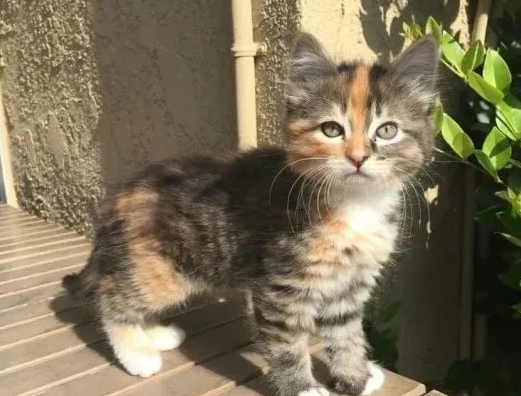 玳瑁猫的寓意取名，玳瑁猫的缺点