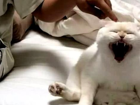 猫主子脾气大如牛，主人连碰它一下都不行，手一摸表情就突变！