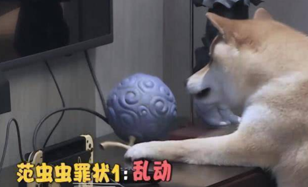 范丞丞带虫虫去宠物乐园学习,听到原因,才知当“爸”有多操心! 范丞丞带虫虫去宠物乐园学习,听到原因,才知当“爸”有多操心!