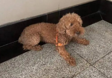 走丢的泰迪会有什么下场