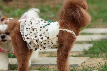 丑丑宠物衣服品质如何？看完就知道了