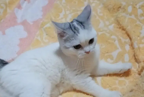 净梵猫怎么看品相