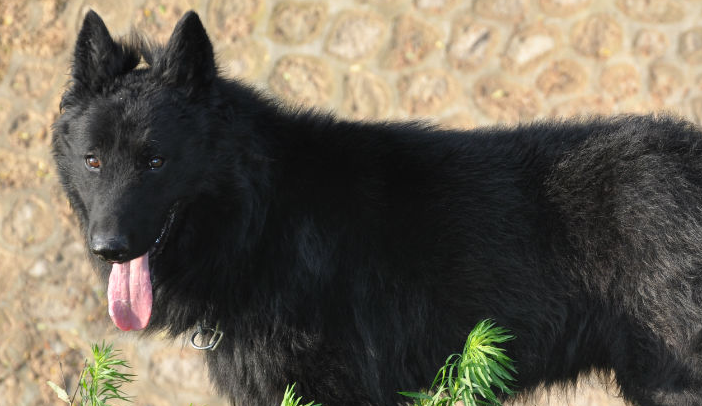 比利时牧羊犬的日常护理 主要幼犬的饲养
