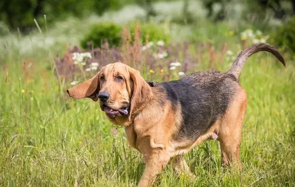 寻血猎犬掉毛吗？先要判断掉毛的情况