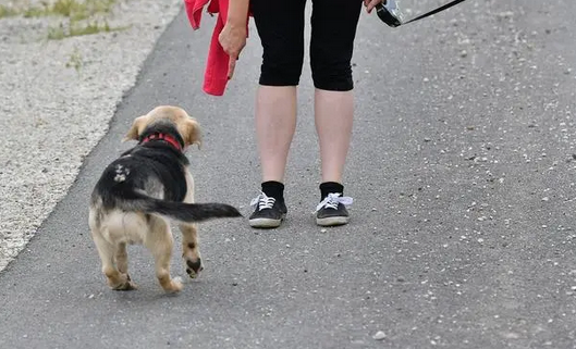 小区多人遛狗不牵绳，为防恶犬宝妈带扳手遛娃，网友纷纷表示理解