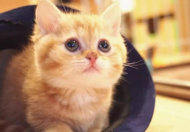 胖橘最爱的猫罐头——茉莉卡乐