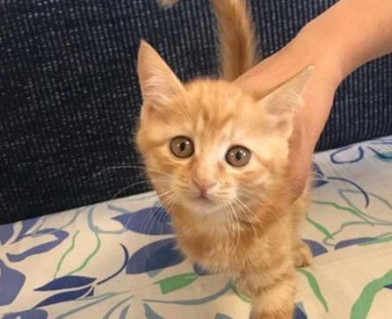 主人将瘦小橘猫交给奶奶，不想短短三个月，“橘猪”已收获啤酒肚