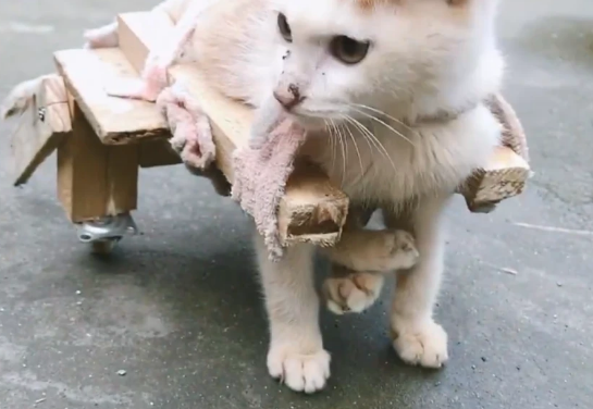 残疾小猫因一句话失去食物,好心人为了补偿它,给了喵星人一个家 残疾小猫因一句话失去食物,好心人为了补偿它,给了喵星人一个家