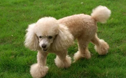 贵宾犬吃什么品牌狗粮最好