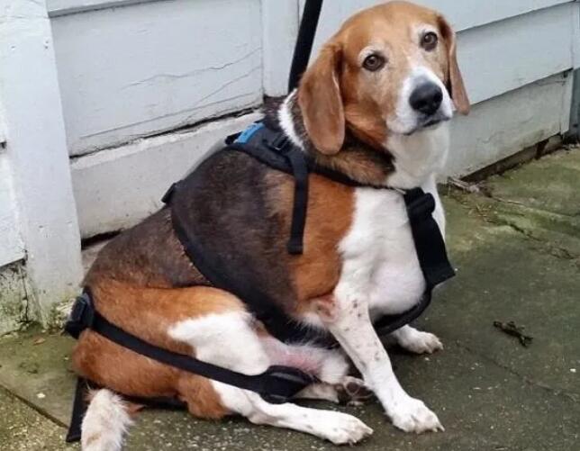 比格犬刚开始养就后悔