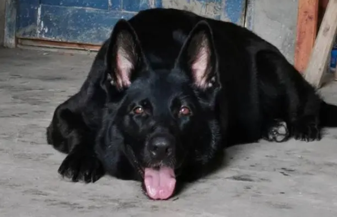 纯黑西德牧羊犬好养吗