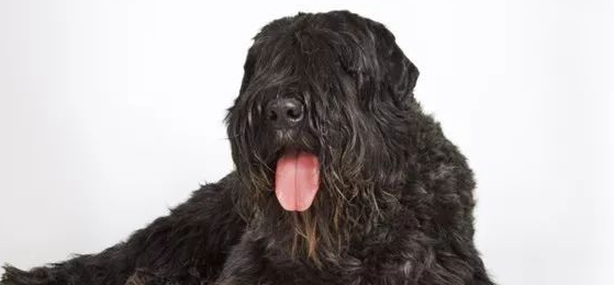 法兰德斯畜牧犬吃什么好? 法兰德斯畜牧犬吃什么好?