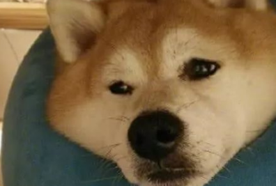 贪吃的柴犬肥成了柯基,却依旧照吃不误,柴犬:胖吃你家大米了? 贪吃的柴犬肥成了柯基,却依旧照吃不误,柴犬:胖吃你家大米了?