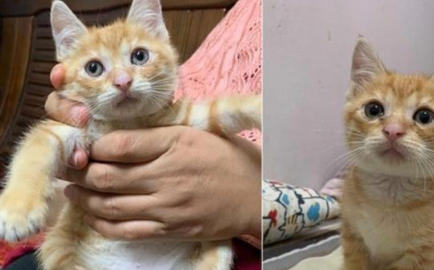别的猫吃药誓死不从，轮到橘猫……橘猫：再来一颗！