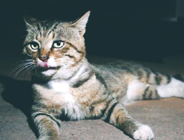 狸花猫四脚白色叫什么猫