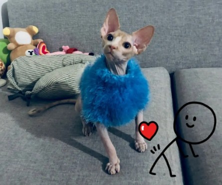 斯芬克斯猫比鲁斯大人