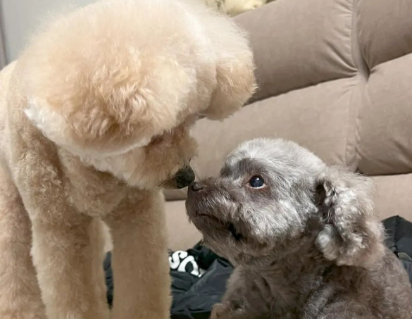 19岁贵宾犬依偎在妈妈怀里，笑得一脸幸福，让人动容：珍惜当下！
