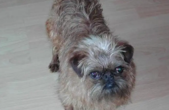 猴面犬的形态特征,有个性忠诚犬 猴面犬的形态特征,有个性忠诚犬