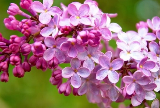 丁香花是什么颜色的 丁香花是什么颜色的