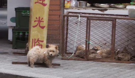 《忠犬八公》全新特辑曝光 狗狗主演竟是流浪狗