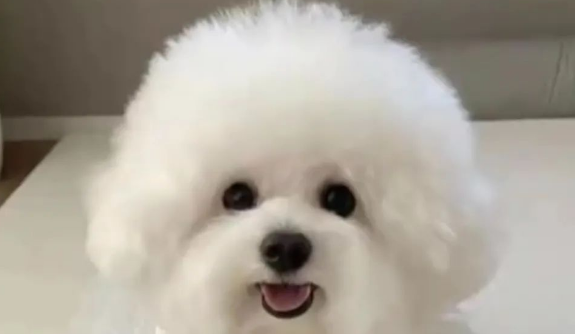 花1800买了只纯种比熊,却发现是串串… 花1800买了只纯种比熊,却发现是串串…