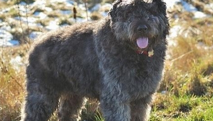法兰德斯畜牧犬哪里卖?首先了解它的用途 法兰德斯畜牧犬哪里卖?首先了解它的用途