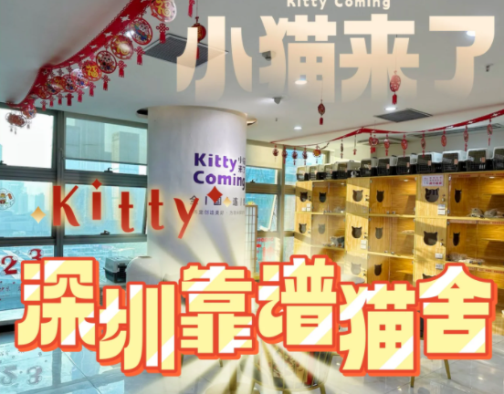 深圳哪里买猫靠谱|全国连锁猫舍|小猫来了 深圳哪里买猫靠谱|全国连锁猫舍|小猫来了