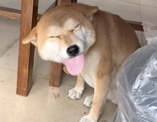 狗狗做错了事情，躲在桌子下面一脸的谄媚笑容，都不忍骂它了！