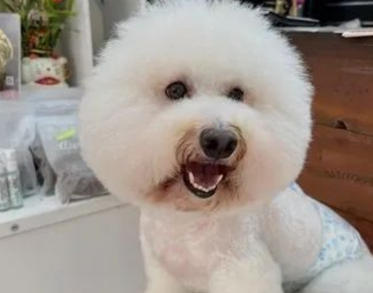 比熊犬喜欢去猫砂盆上厕所,网友笑喷:这是“熊猫”? 比熊犬喜欢去猫砂盆上厕所,网友笑喷:这是“熊猫”?
