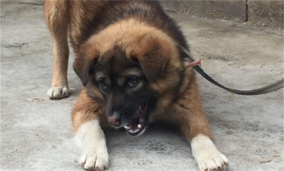土狗黑舌头有什么说法 土狗黑舌头有什么说法
