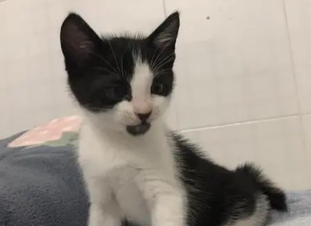 乌云盖雪猫的寓意