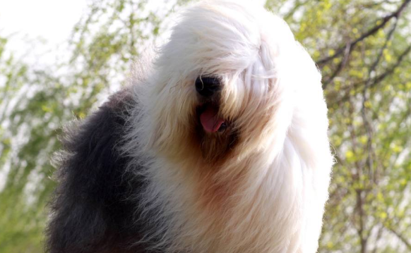 古代长须牧羊犬好养吗?选零食注意的细节 古代长须牧羊犬好养吗?选零食注意的细节